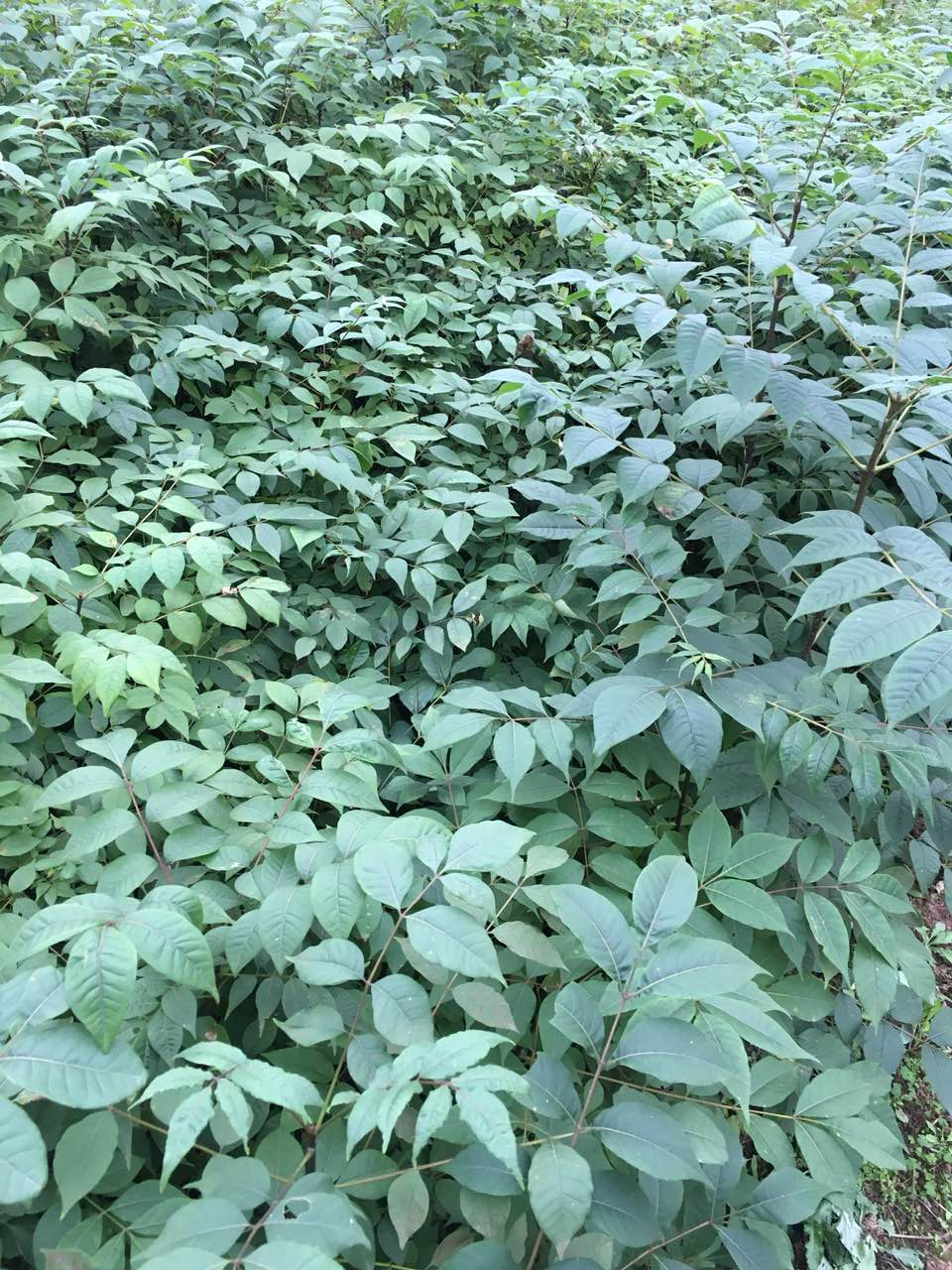 黃柏苗